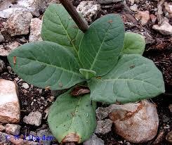 Attēlu rezultāti vaicājumam “Nicotiana tabacum fruit”