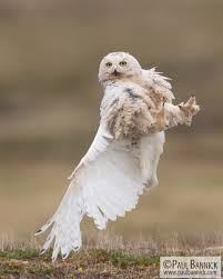 Image result for Bubo scandiacus