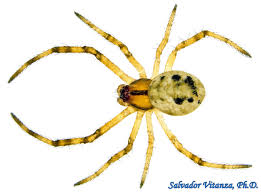 Attēlu rezultāti vaicājumam “Theridiidae”