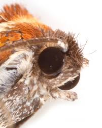 Attēlu rezultāti vaicājumam “Eulia ministrana”