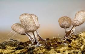 Attēlu rezultāti vaicājumam “Stemonitopsis typhina var. similis macro”