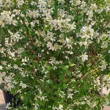 Attēlu rezultāti vaicājumam “Philadelphus lemoinei flower”