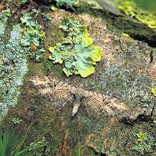 Attēlu rezultāti vaicājumam “Eupithecia exiguata”