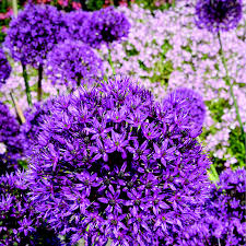 Attēlu rezultāti vaicājumam “Allium holandicum”