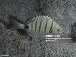 Image result for Diplodus cadenati