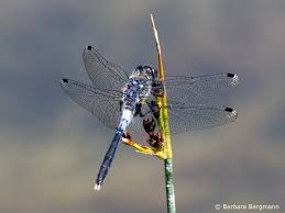 Attēlu rezultāti vaicājumam “Leucorrhinia albifrons”