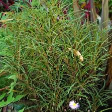 Attēlu rezultāti vaicājumam “Frangula alnus flower”