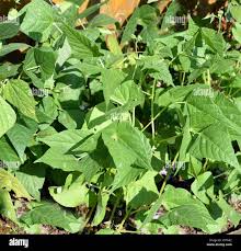 Image result for Buschbohnen