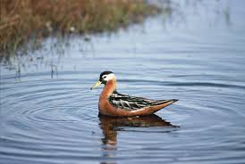 Attēlu rezultāti vaicājumam “Phalaropus fulicarius”