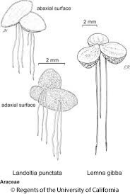 Attēlu rezultāti vaicājumam “Lemna gibba”