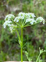 Image result for Carum carvi