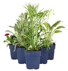 Image result for Phlox paniculata `Sweet Summer`