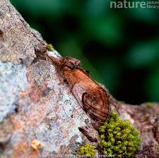 Attēlu rezultāti vaicājumam “Notodonta ziczac”