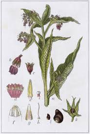 Image result for Symphytum officinale