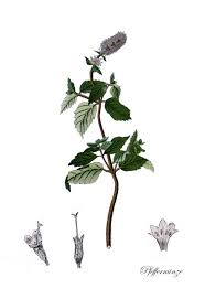 Image result for Pfefferminze