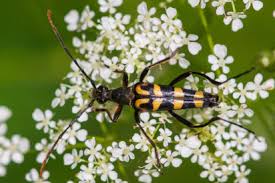 Attēlu rezultāti vaicājumam “Leptura annularis”