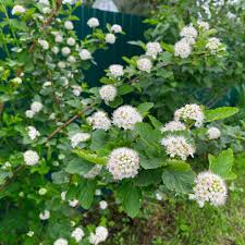 Attēlu rezultāti vaicājumam “Physocarpus opulifolius”