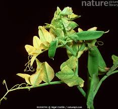 Attēlu rezultāti vaicājumam “Pisum sativum leaf”
