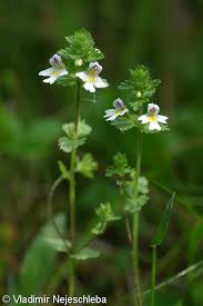 Attēlu rezultāti vaicājumam “Euphrasia”
