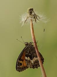 Attēlu rezultāti vaicājumam “Hyponephele lycaon male”