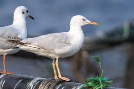 Image result for Chroicocephalus genei