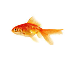 Attēlu rezultāti vaicājumam “Carassius auratus”