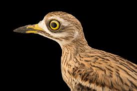 Image result for Burhinus oedicnemus