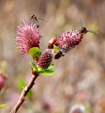 Attēlu rezultāti vaicājumam “Salix myrsinifolia male flower”