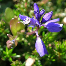 Attēlu rezultāti vaicājumam “Polygala amarella flower”