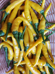 Afbeeldingsresultaat voor thai yellow hot pepper