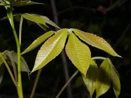 Attēlu rezultāti vaicājumam “Carya ovata leaf”