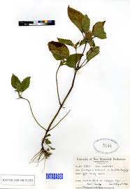 Attēlu rezultāti vaicājumam “Galeopsis tetrahit”