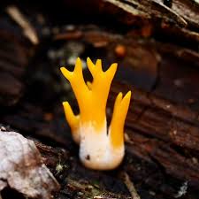 Attēlu rezultāti vaicājumam “Ramariopsis crocea”