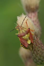 Attēlu rezultāti vaicājumam “Carpocoris sp.”