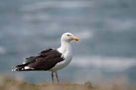 Attēlu rezultāti vaicājumam “Larus marinus”
