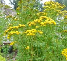 Attēlu rezultāti vaicājumam “Tanacetum vulgare”