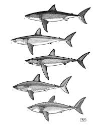 Image result for Lamna ditropis