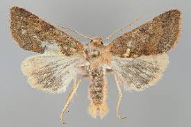 Attēlu rezultāti vaicājumam “Agrochola litura”