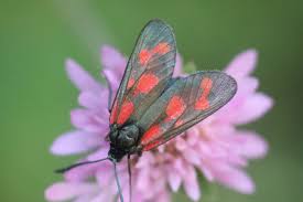 Attēlu rezultāti vaicājumam “Zygaena viciae”