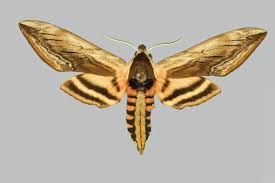 Attēlu rezultāti vaicājumam “Sphinx ligustri”