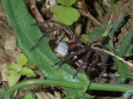 Attēlu rezultāti vaicājumam “Lycosidae”