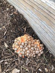 Attēlu rezultāti vaicājumam “Lycogala cf. fossiculatum young”