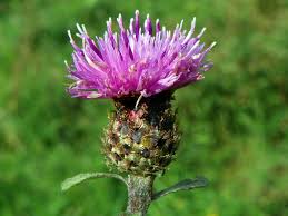 Image result for Centaurea nigra