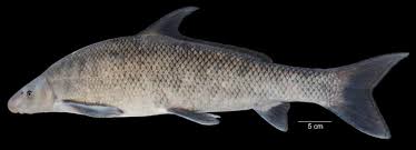 Image result for Cycleptus elongatus