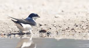 Attēlu rezultāti vaicājumam “Delichon urbicum adult”