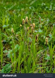 Attēlu rezultāti vaicājumam “Carex acutiformis flower”
