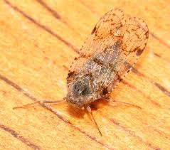 Attēlu rezultāti vaicājumam “Cixiidae”