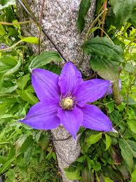 Attēlu rezultāti vaicājumam “Clematis flower”