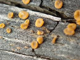 Attēlu rezultāti vaicājumam “Dacrymyces stillatus”