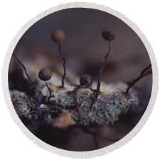 Attēlu rezultāti vaicājumam “Cribraria aurantiaca spores”